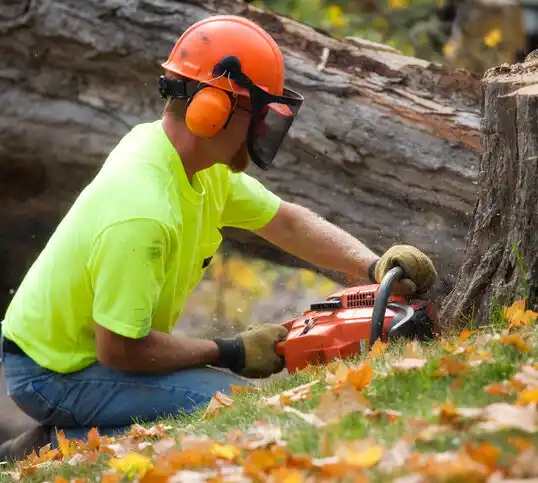 tree services Essex Fells